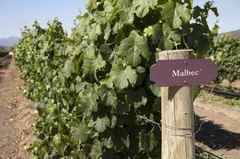 Malbec wijngaard